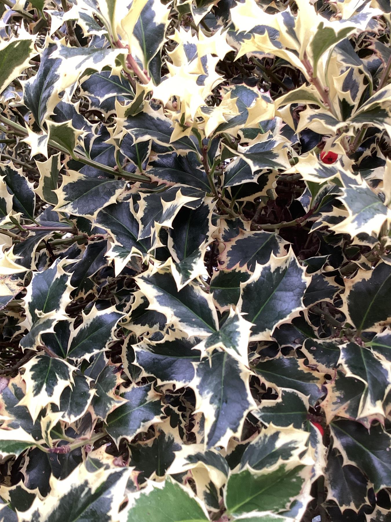 Ilex aquifolium 'Argentea Marginata' | Silver Variegated Holly - 260-270cm, 230lt