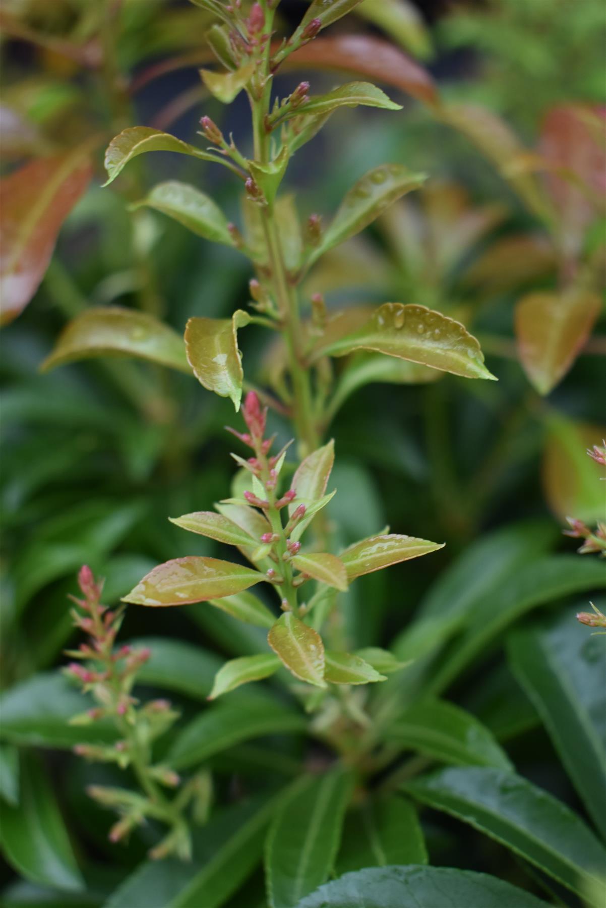 Pieris japonica 'Passion'- Shrub - Height 30-40cm - Width 40cm - 7lt