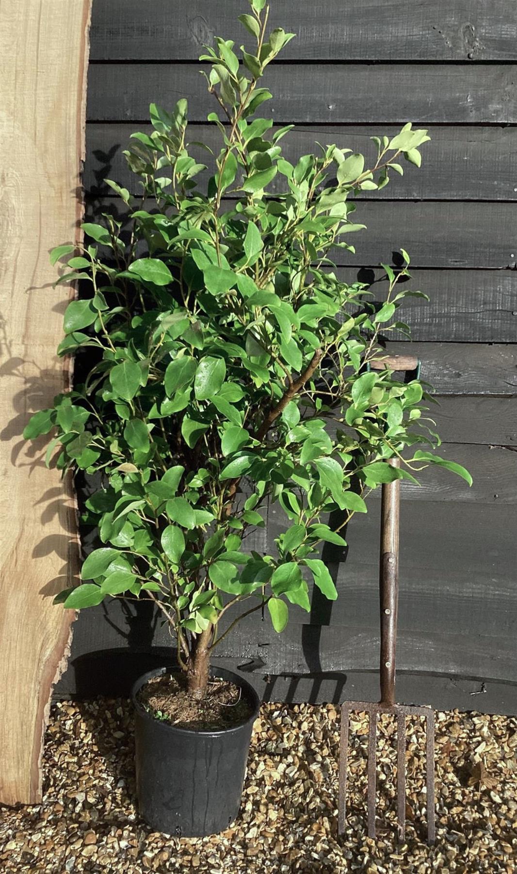 Griselinia littoralis - Pot Grown - 160-180cm - 12lt