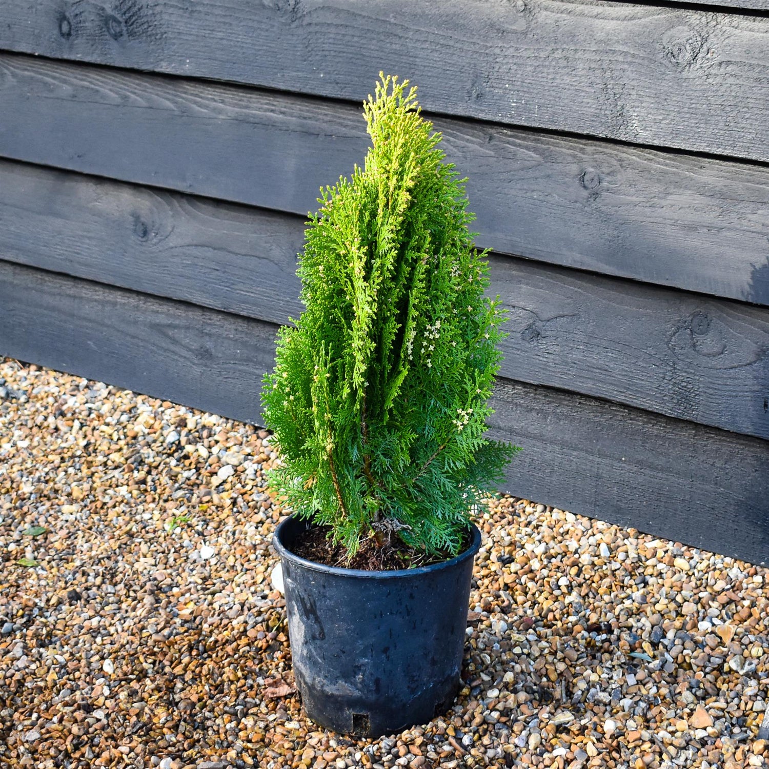 Thuja orientalis 'Aurea Nana' - 40-50cm, 8lt