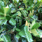 Ilex 'Nellie R. Stevens' | Holly - Large Ball - Height 120cm - 180lt