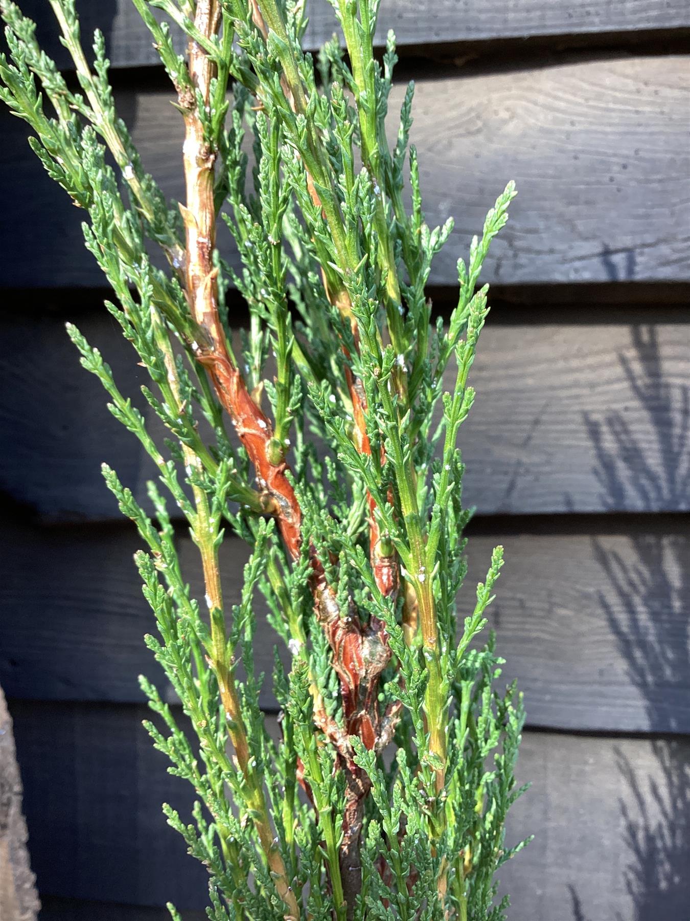 Cupressus sempervirens 'Pyramidalis' - Height 120-150cm -12lt