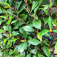 Photinia x fraseri Red Robin - Clear Stem - Girth 8-10cm - Height - 300-320cm - 70lt