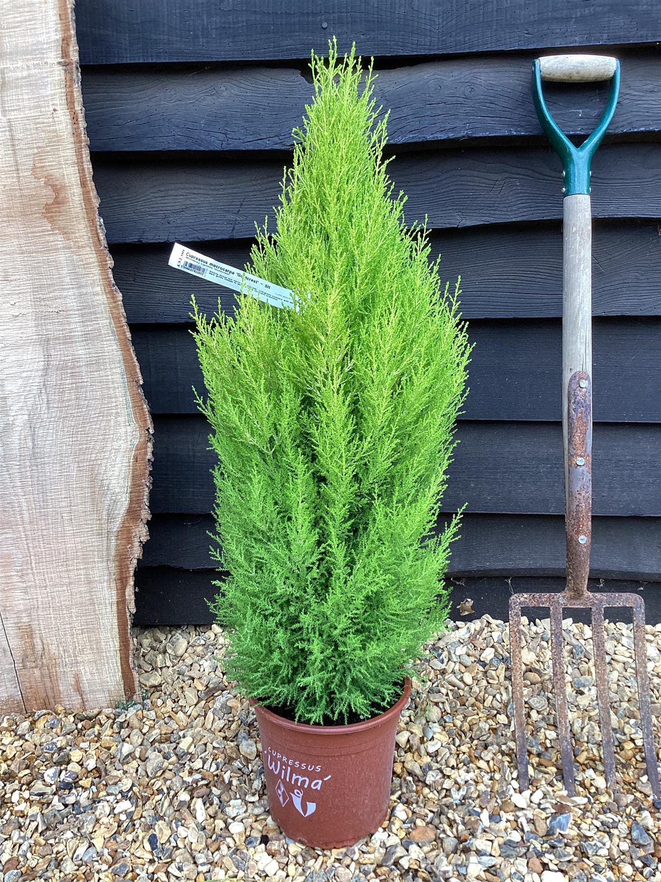 Cupressus macrocarpa 'Goldcrest' - 50-60cm, 5lt