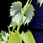 Grape vines | Vitis vinifera 'Victoria' - Cane - 200cm - 12lt