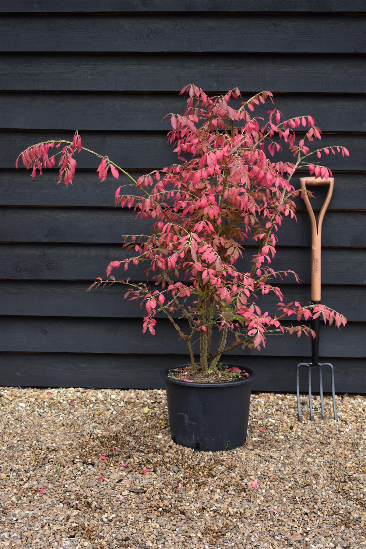 Euonymus alatus | Winged Spindle Tree - 100-130cm, 20lt