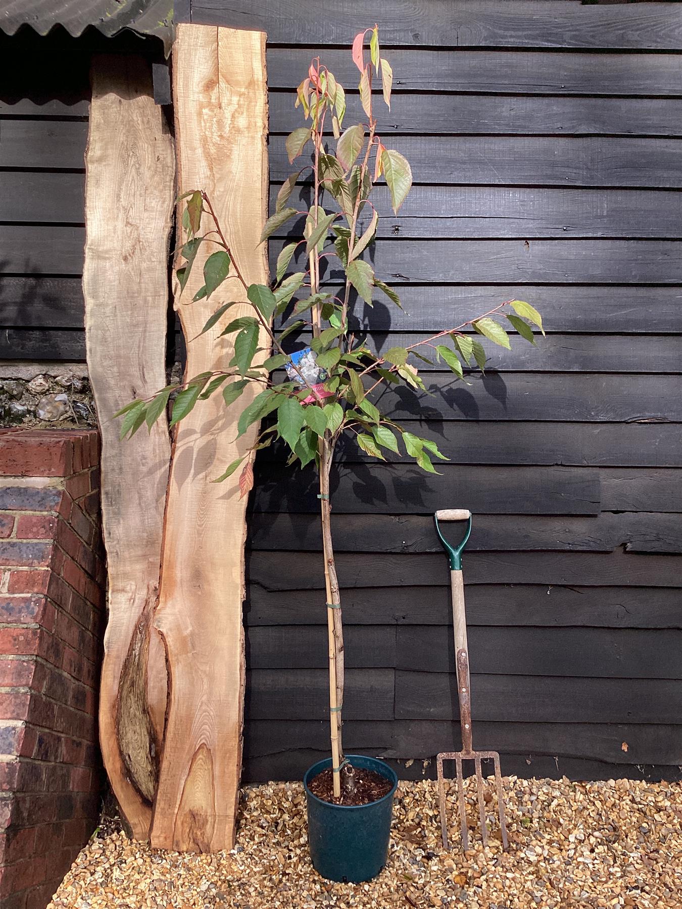 Prunus Shogetsu (Shimizu-zakura) | Blushing Bride Cherry Tree - Height - 180-200cm - 10lt