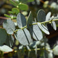 Eucalyptus Gunni Silverana | Cider Gum Tree - Height 270-320cm - 30lt