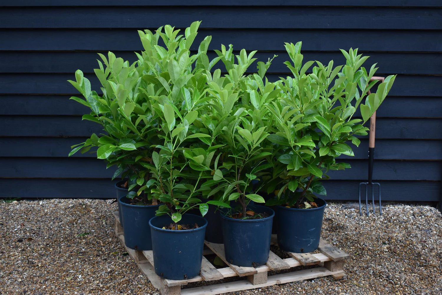 Cherry Laurel | Prunus Rotundifolia - Pot Grown - Height 80-100cm - 10lt