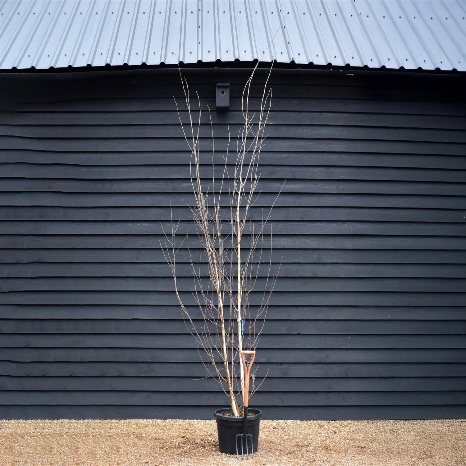 Betula utilis jacquemontii | Kashmir Birch - Multistem - Height 350-400cm, 45lt