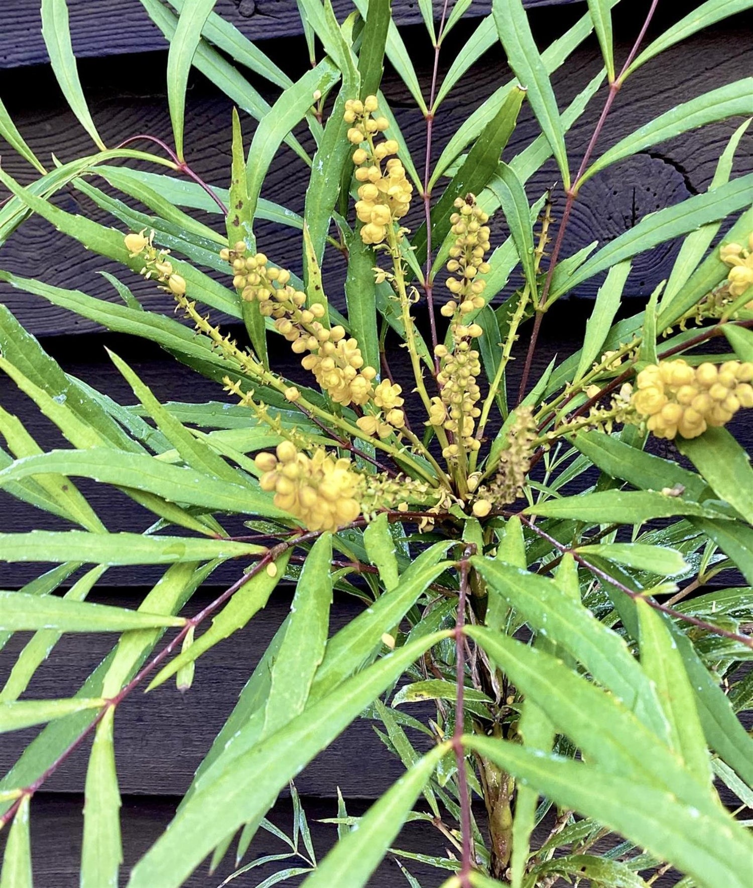 Mahonia eurybracteata 'Soft Caress' - 50-60cm, 12lt