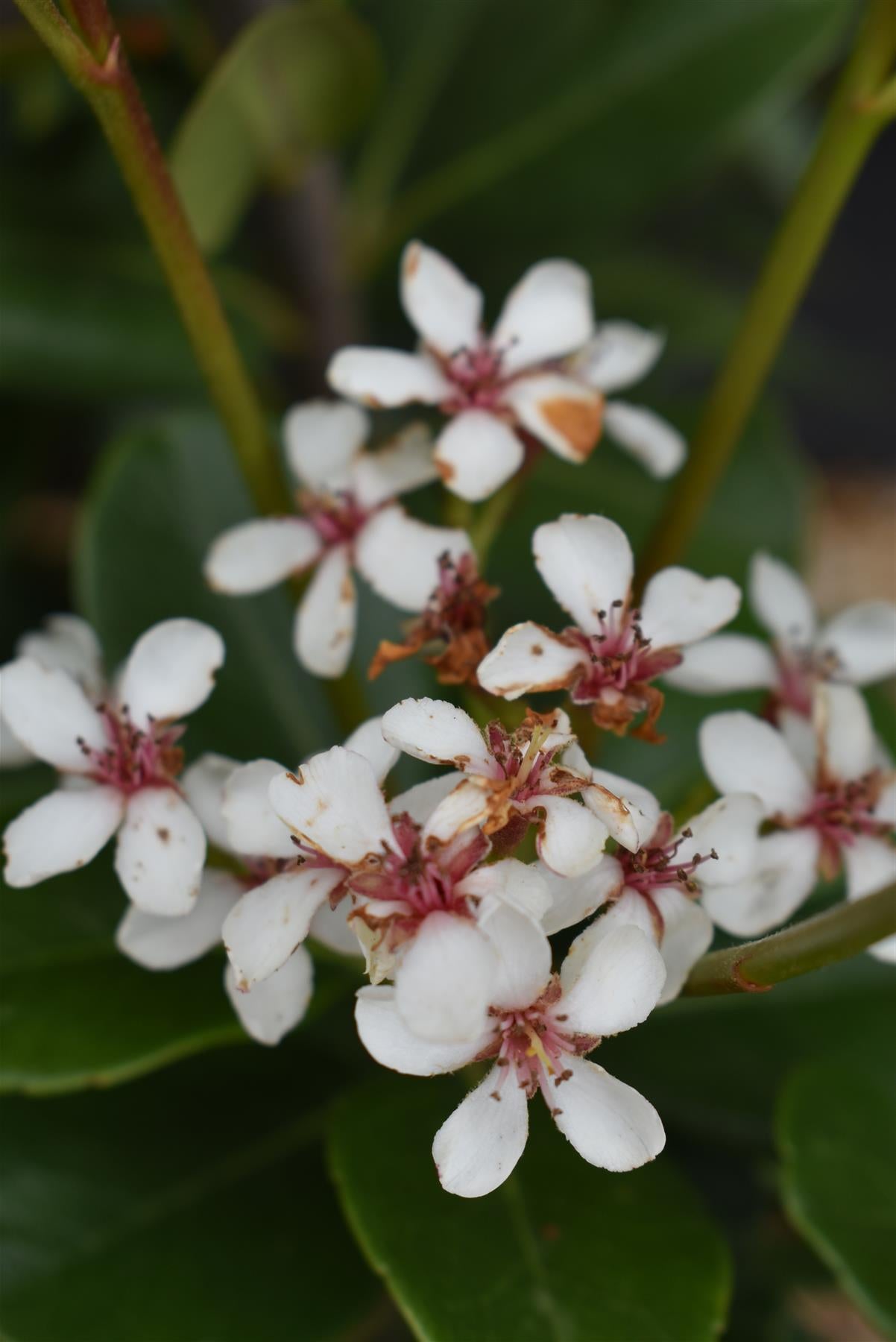 Rhaphiolepis indica | Indian hawthorn - 50-70cm, 10lt