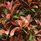 Photinia x fraseri Red Robin Compacta - Multistem - Height 180cm - 90lt