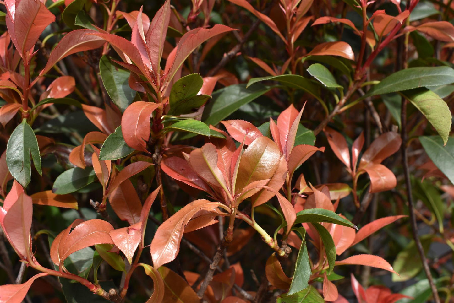 Photinia x fraseri Red Robin Compacta - Multistem - Height 180cm - 90lt