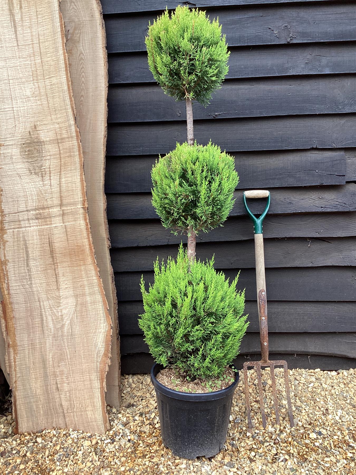 Cupressus macrocarpa 'Goldcrest' | Monterey cypress 'Goldcrest' - 3 Ball - 180-190cm, 20lt