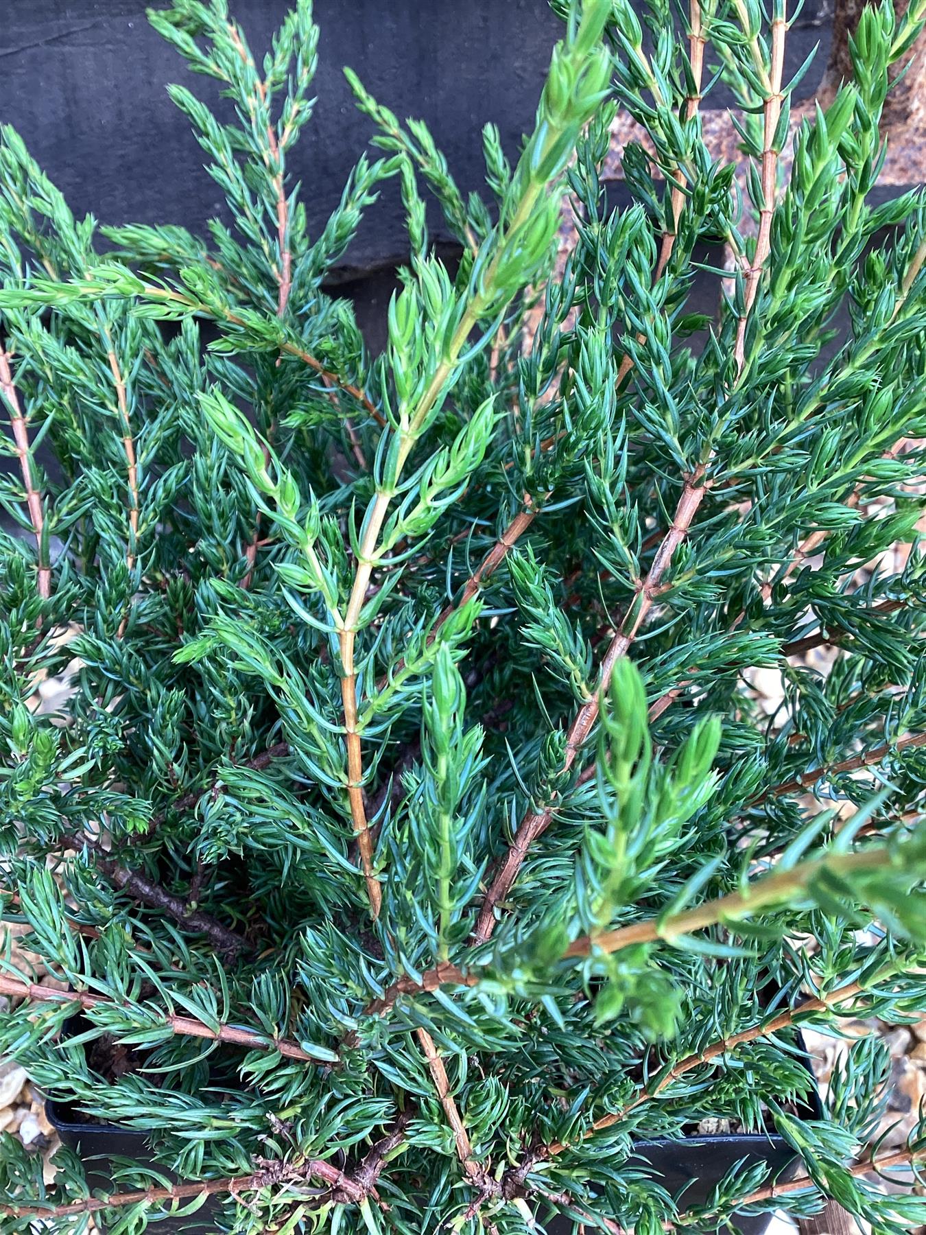 Juniperus communis 'Repanda' - 40-50cm, 2lt