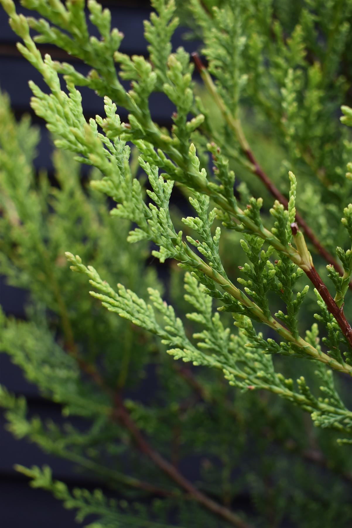 Cupressocyparis leylandii 'Castlewellan Gold' - 200-220cm - 35lt