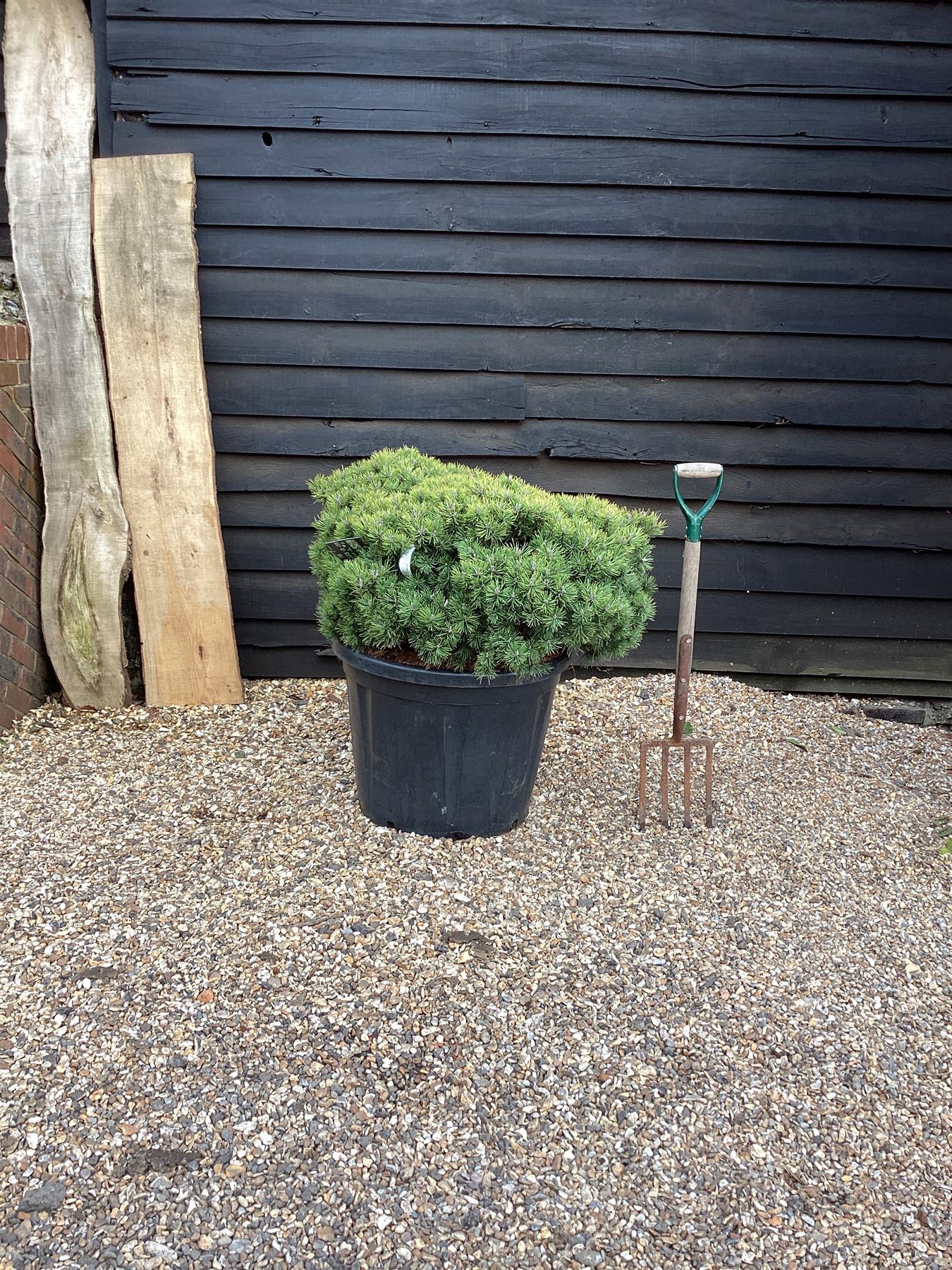 Pinus Mugo 'Mops' - Height 100cm - Width 80-95cm - 110lt