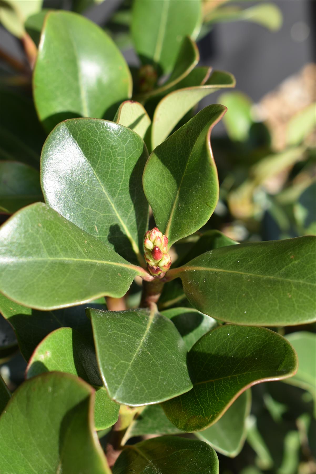 Rhaphiolepis indica | Indian hawthorn - 50-70cm, 10lt