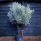 Olive Tree | Olea Picual - Specimen - Triple branch - Height 250-280 cm - 285lt