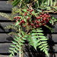 Sorbus vilmorinii | Vilmorin's Rowan - 200-250cm, 10lt