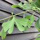 Ginkgo biloba | Maidenhair Tree - Height 140-180cm - 10lt