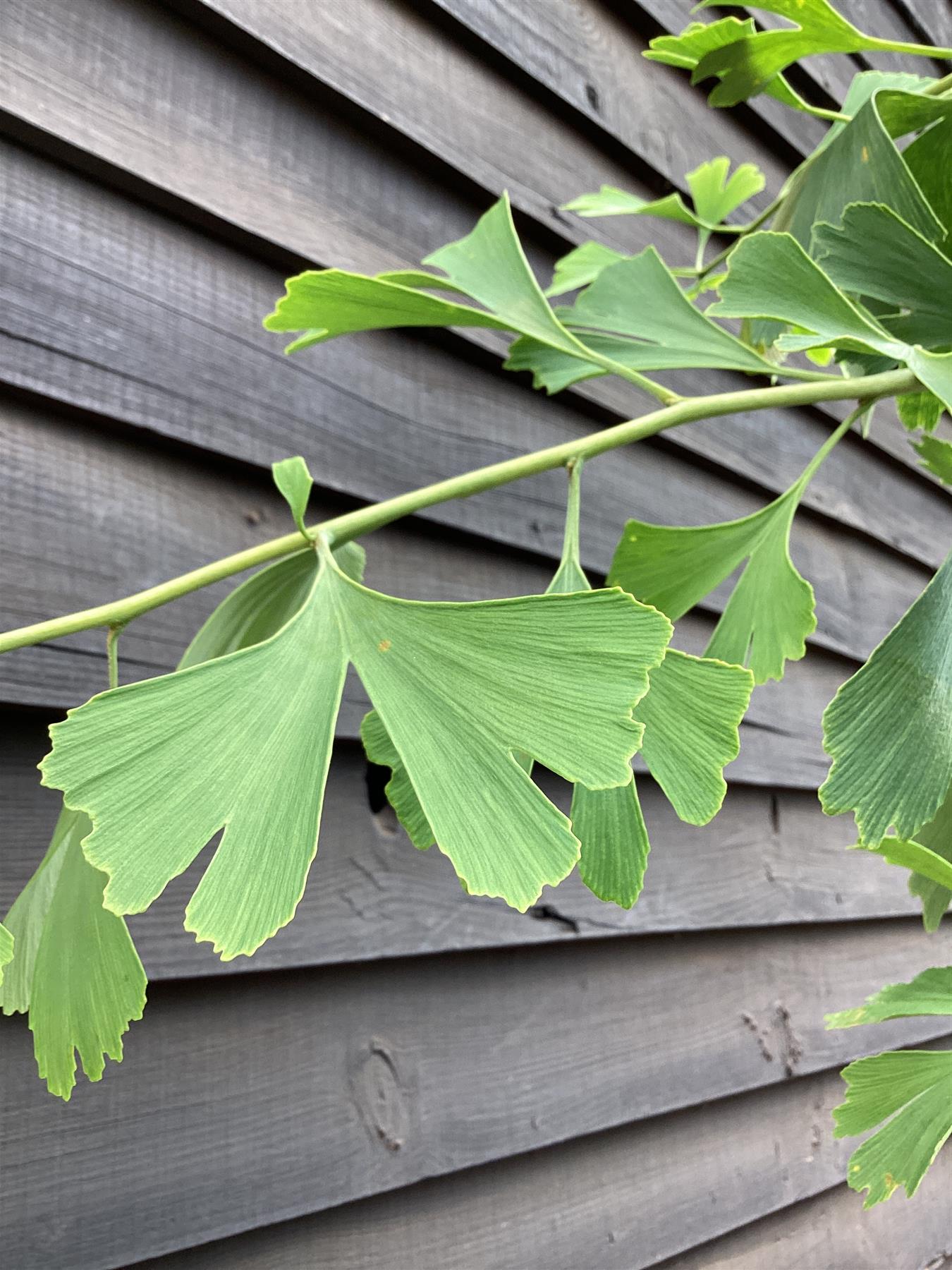 Ginkgo biloba | Maidenhair Tree - Height 140-180cm - 10lt