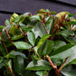 Photinia Red Robin | Christmas berry 'Little Red Robin' - 1/2 std - Height 150-160cm - 35lt