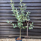 Apple tree 'James Grieve' | Malus domestica - MM106 - Semi-Dwarfing - Height 150-160cm - 20lt