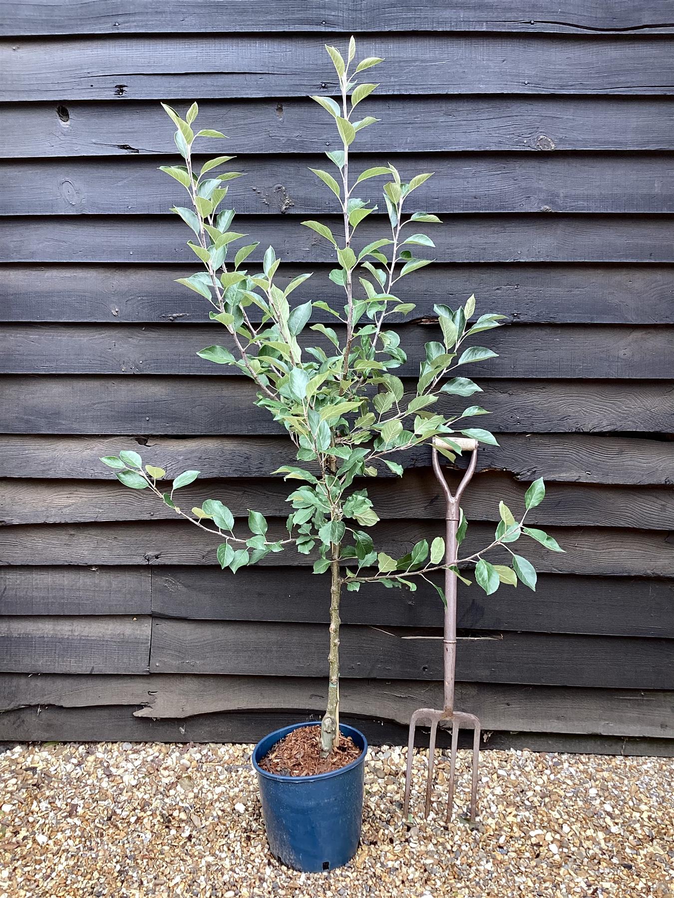 Apple tree 'James Grieve' | Malus domestica - MM106 - Semi-Dwarfing - Height 150-160cm - 20lt