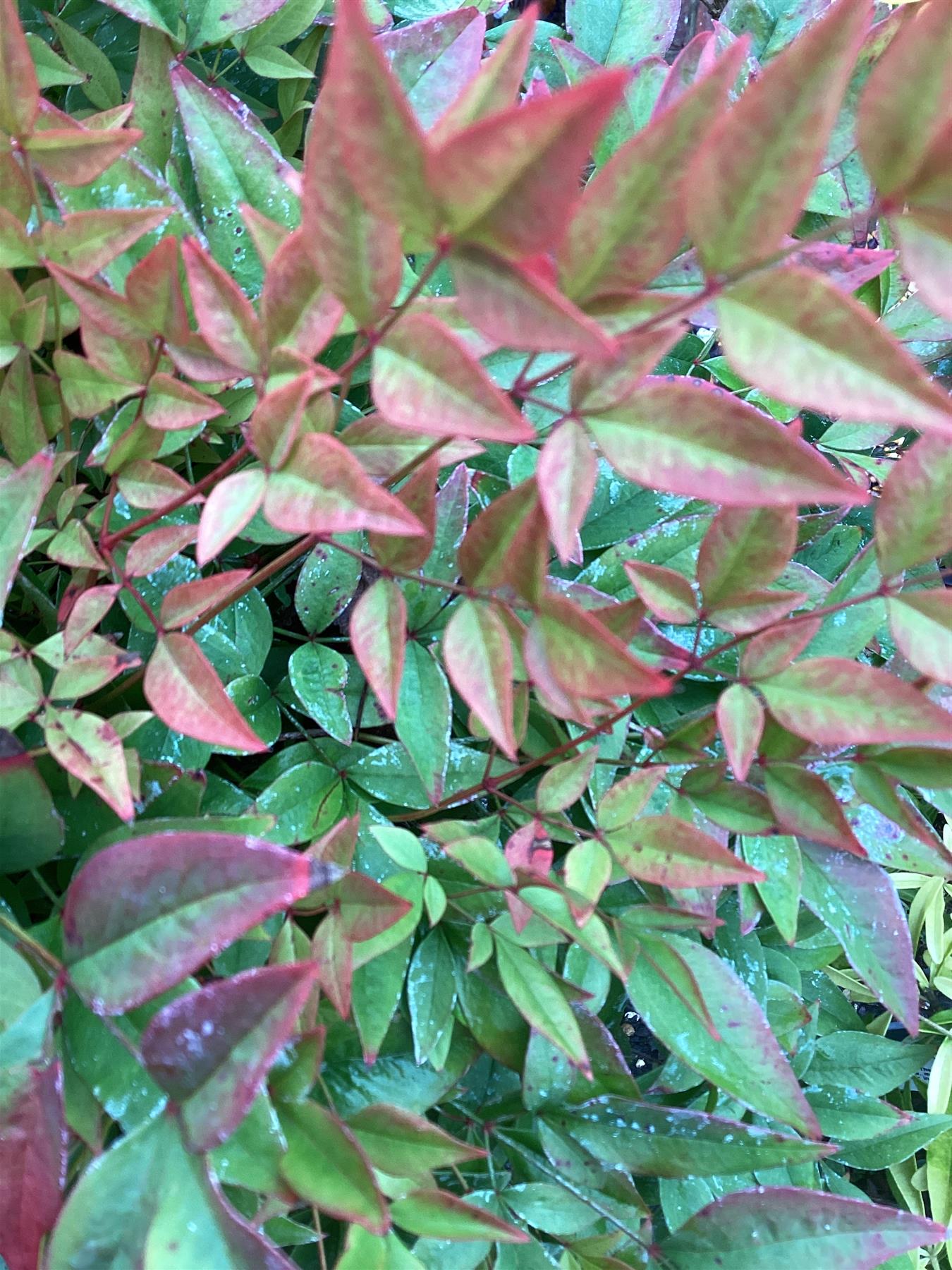 Nandina domestica | Heavenly Bamboo - 60-70cm, 25lt