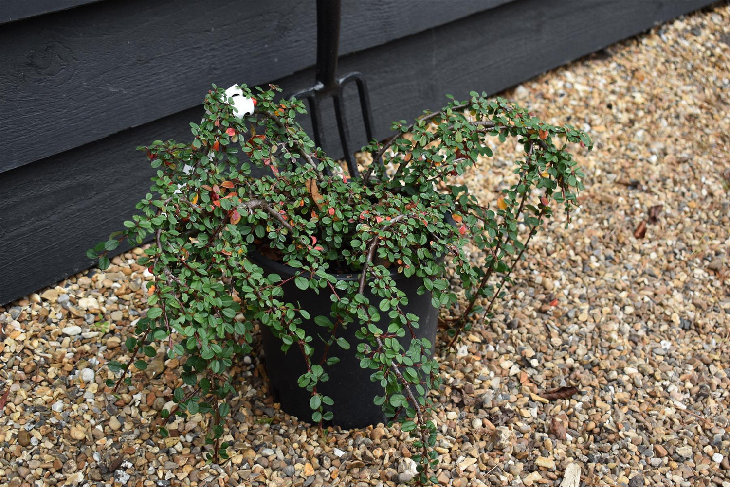 Creeping Cotoneaster | Cotoneaster Queen of Carpets - Height 20-40cm Width 30-50cm -  4lt