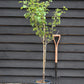 Plum 'Czar' on Myrobalan | Prunus domestica - 130-170cm - 12lt