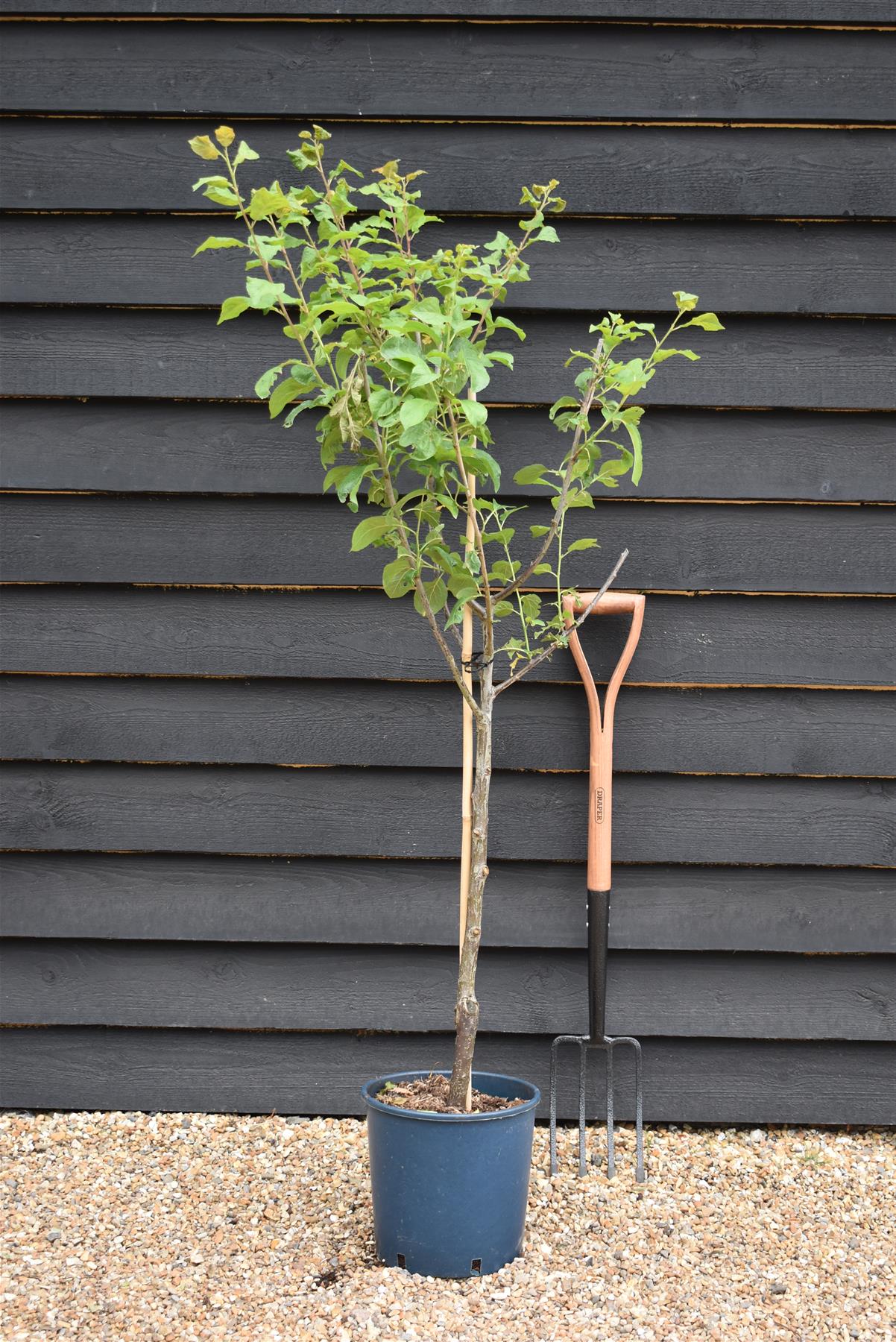 Plum 'Czar' on Myrobalan | Prunus domestica - 130-170cm - 12lt