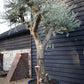 Olive Tree | Olea Europea - Specimen - Branched Out - Height 250 -300 cm - 280lt