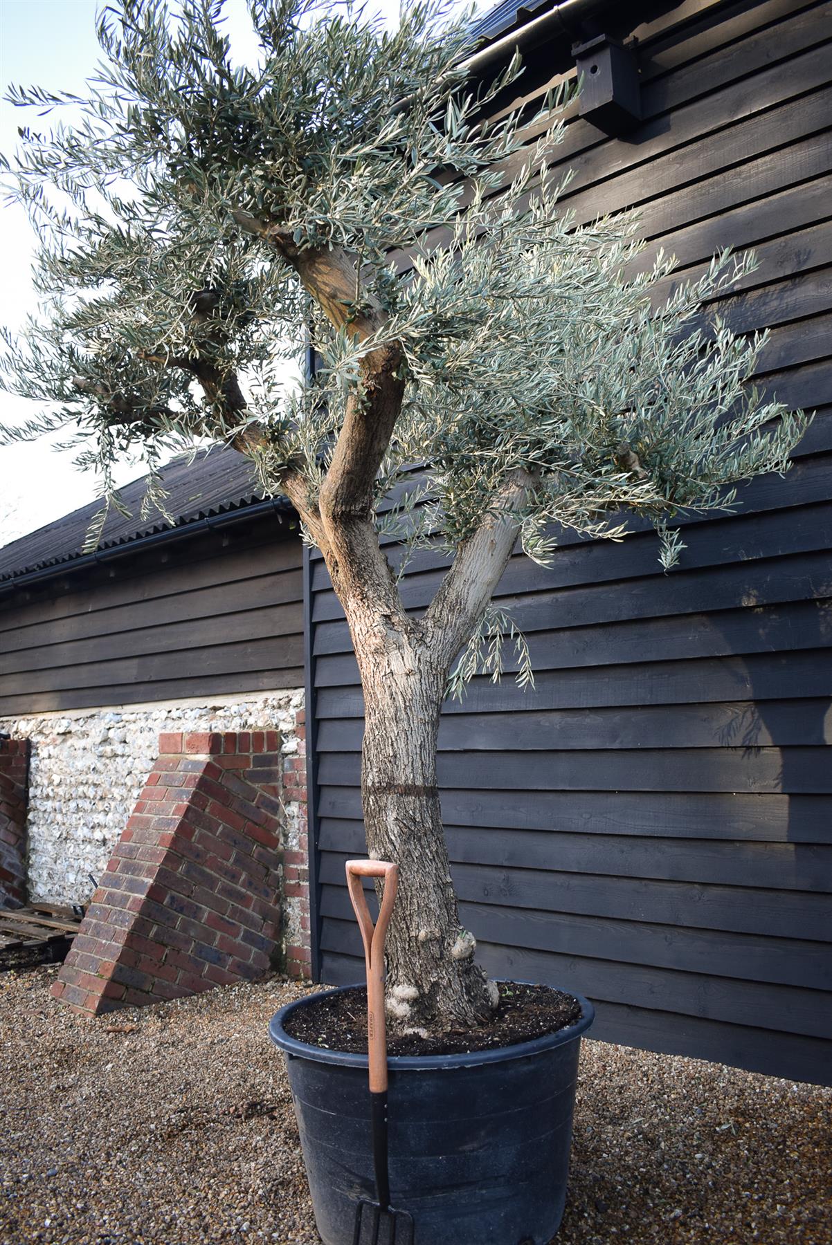 Olive Tree | Olea Europea - Specimen - Branched Out - Height 250 -300 cm - 280lt