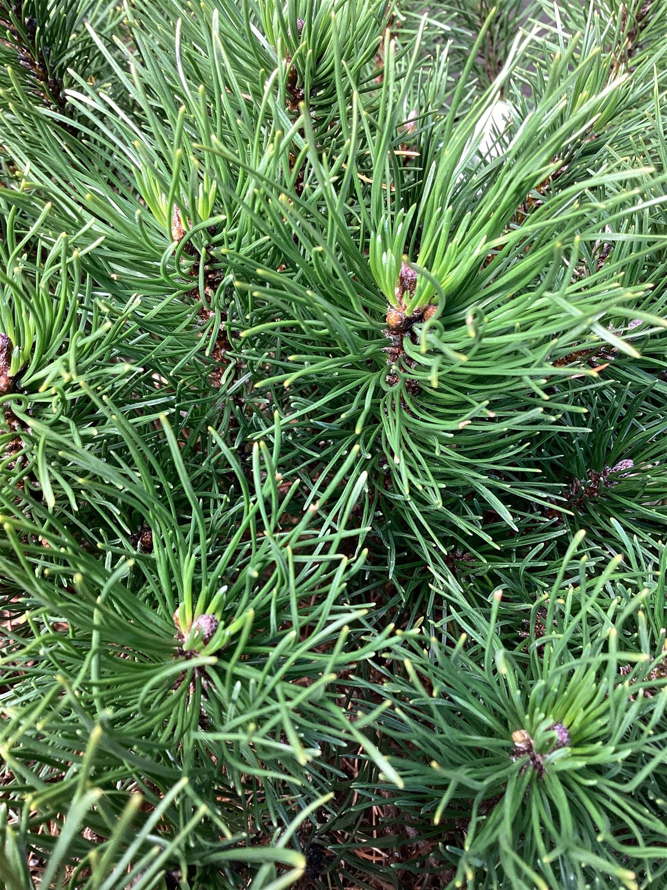 Pinus mugo 'Pumilio' | Dwarf mountain pine - Width 40cm - Height 20cm -12lt