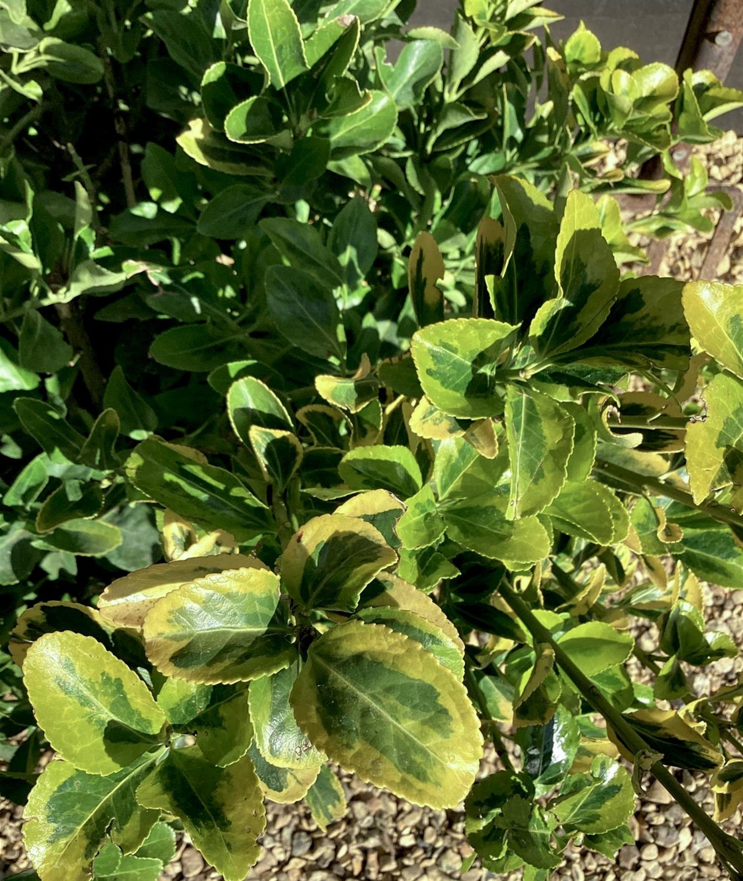 Euonymus Japonicus 'Aureomarginatus' - 100cm, 20lt