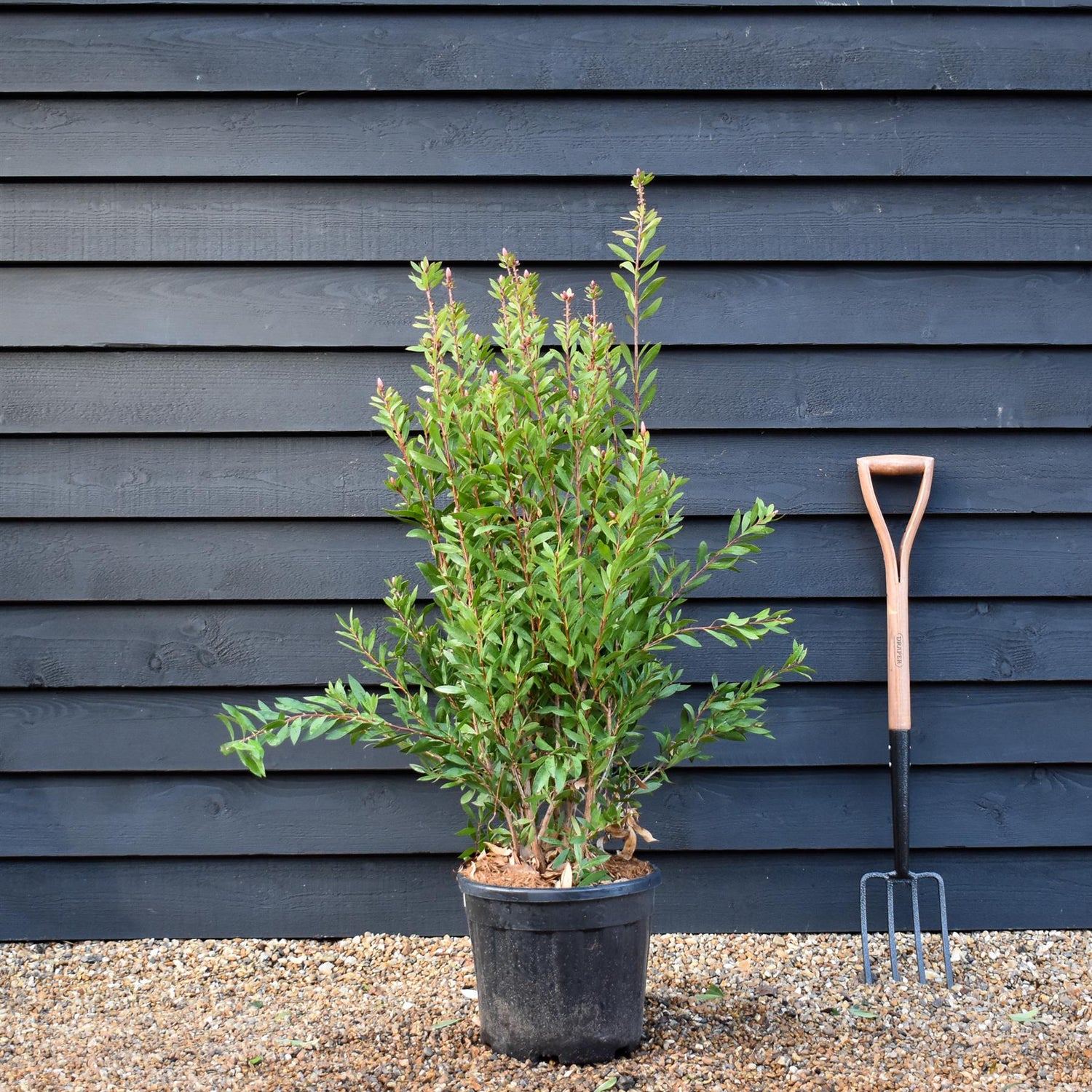 Callistemon Laevis | Bottlebrush - Shrub - Height 100-120cm - 20lt