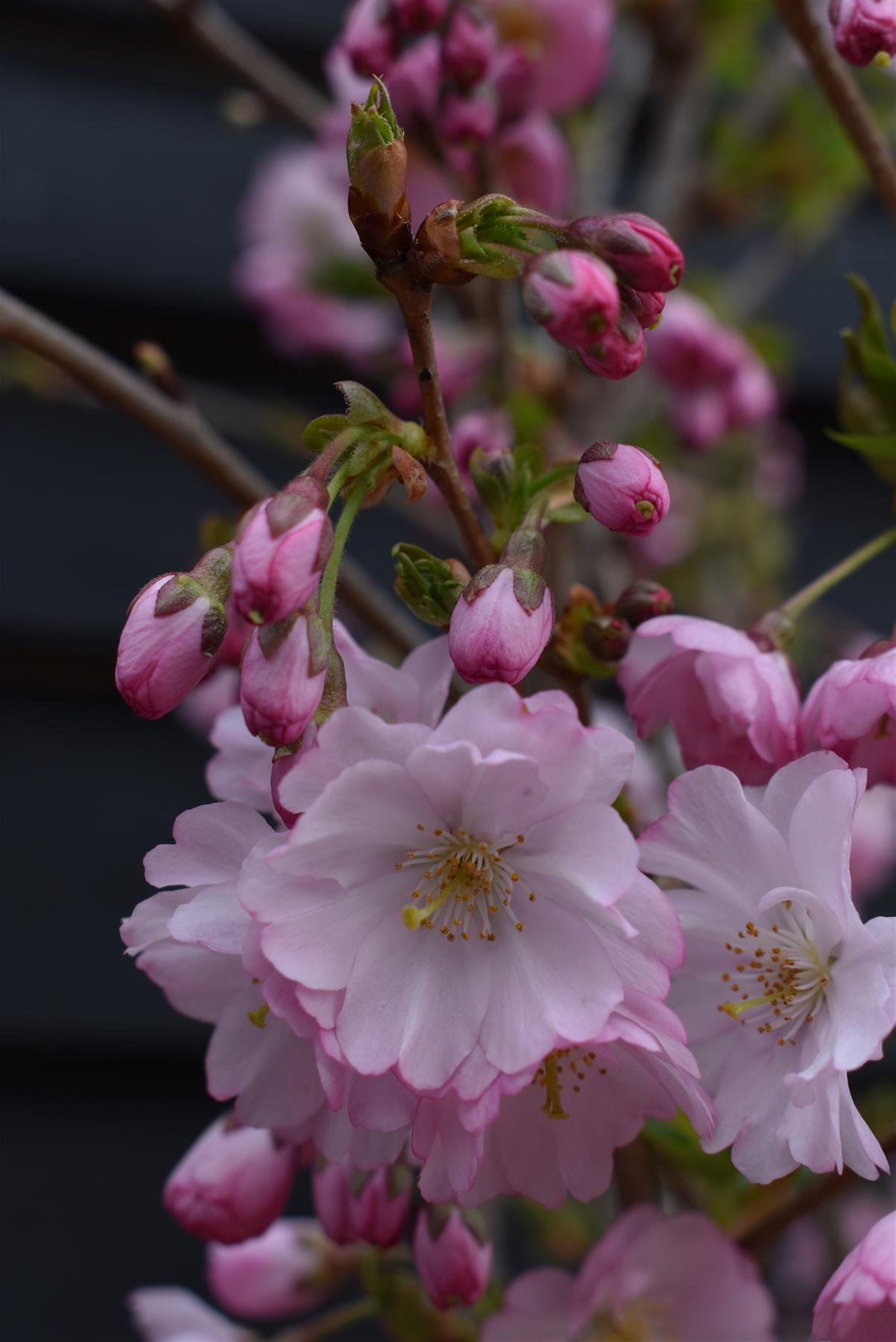 Prunus 'Accolade' | Cherry 'Accolade' - Girth 10-12cm - Half Standard - 190-210cm - Clear Stem - 25lt