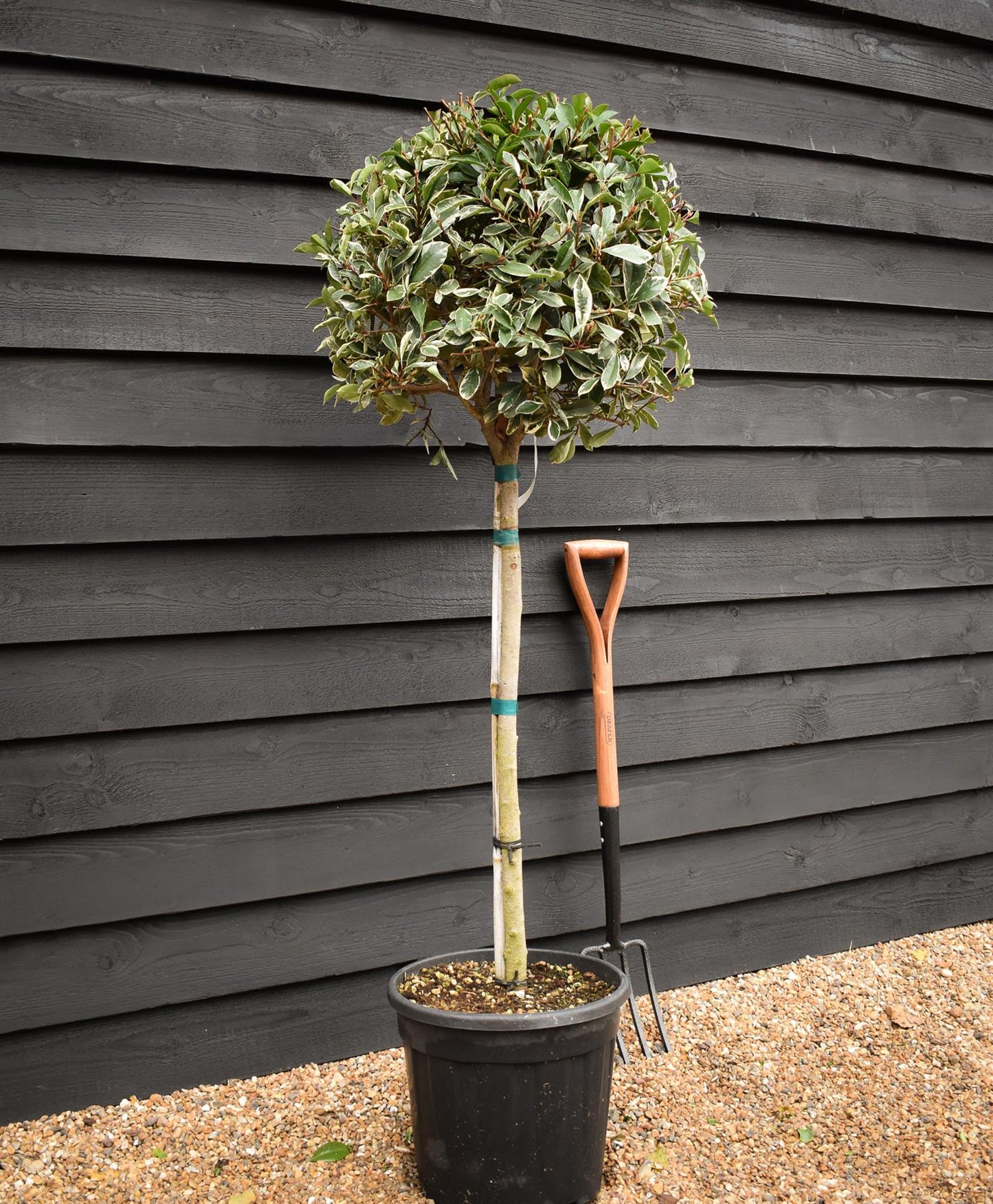 Photinia Pink Marble ('Cassini') | Christmas Berry Pink Marble - Stem 85-90cm - Height 130-140cm - 25lt