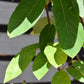 Amelanchier canadensis - 140/180cm, 10lt