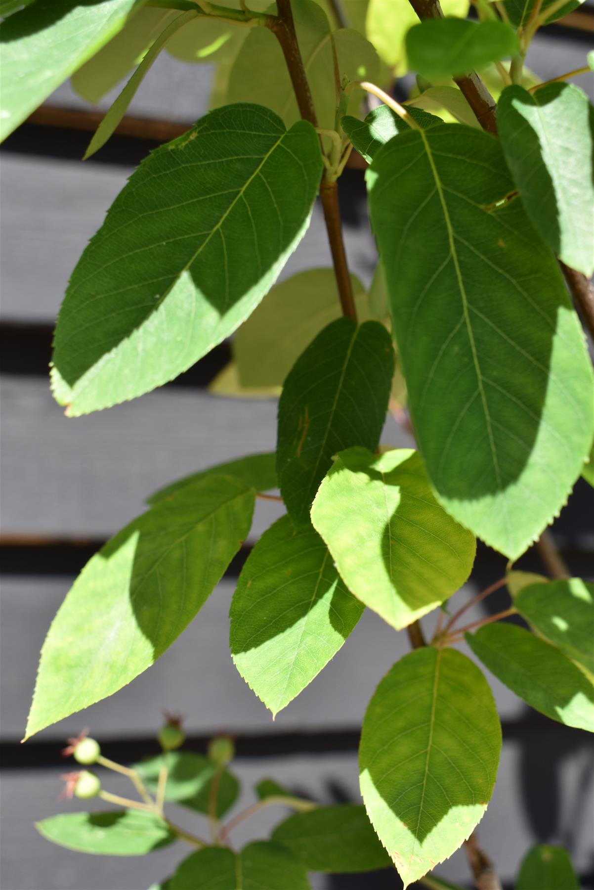 Amelanchier canadensis - 140/180cm, 10lt