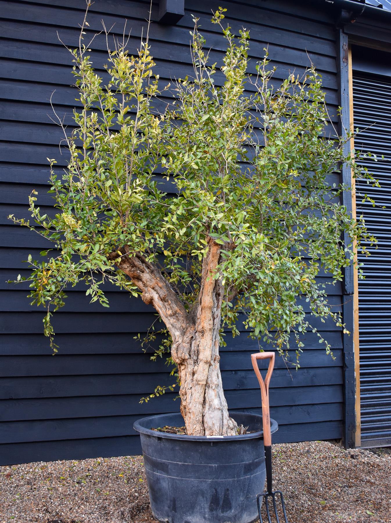 Pomegranate | Punica granatum - Mature Specimen - 3 Branches - Height 220-250cm - 285lt