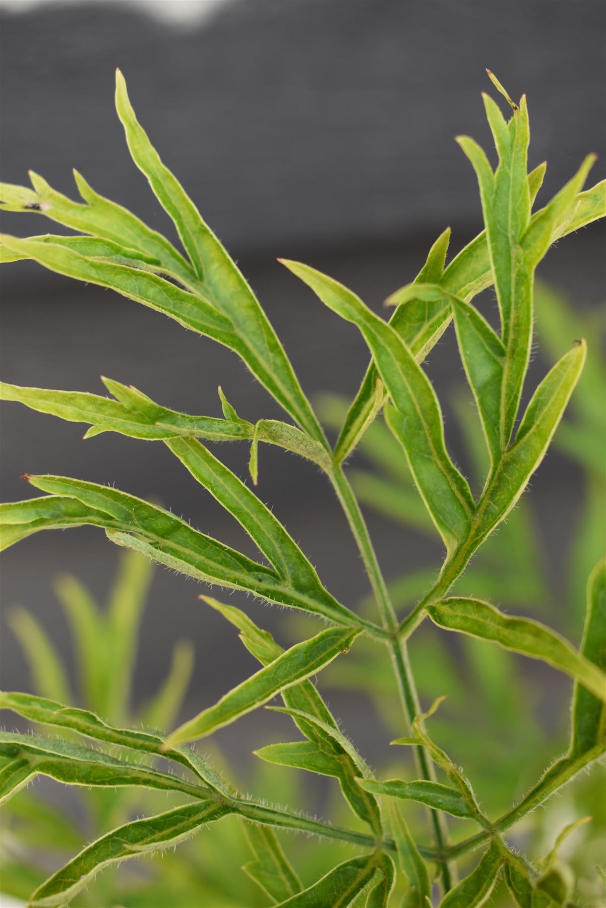 Sambucus Golden Tower - Shrub - 60-90cm - 20lt