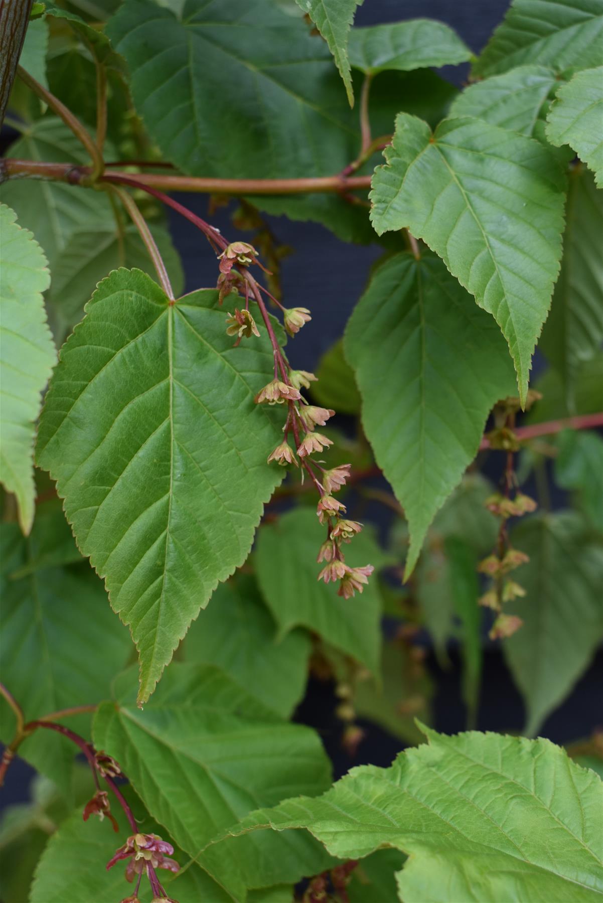 Acer davidii Viper | Snake Bark Maple - 120-150cm, 10lt