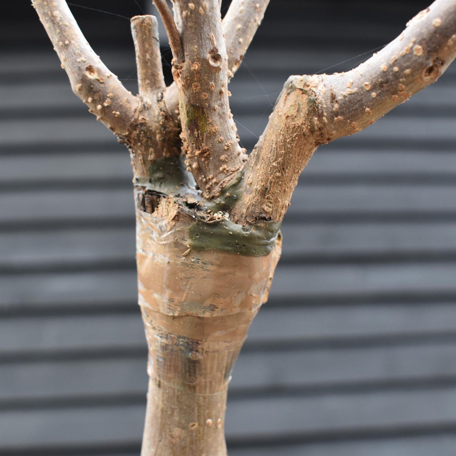 Indian bean tree | Catalpa Bungei  - Girth 8-10cm - Clear Stem 200cm - Top Graft - Height 265-285cm - 20lt