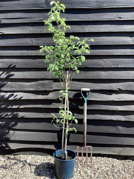 Pear 'Doyenne du Comice' | Pyrus communis  - Semi Dwarfing - Height 160-180cm - 20lt