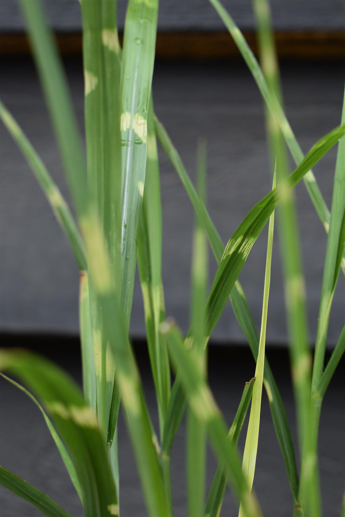 Miscanthus sinensis 'Strictus' | Eulalia 'Strictus' - 3lt