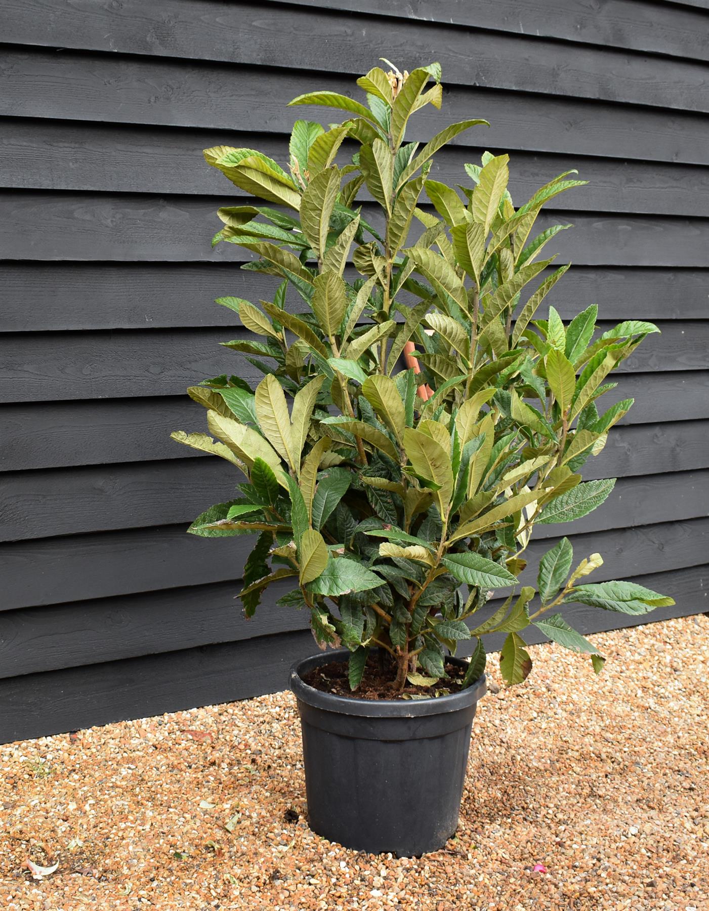 Eriobotrya japonica Tree | Loquat - Busy - Height 110-130cm - 30lt